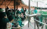 Rờn rợn xem trâu biểu diễn xiếc bước qua người chủ nằm dưới đất